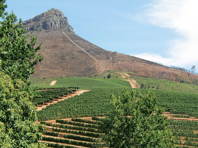 Free South Africa Wine photo and picture