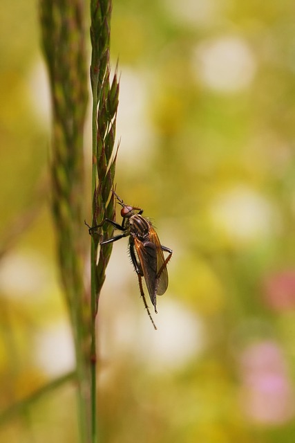 Insekt, Rovdyr Flue, Makro, Natur