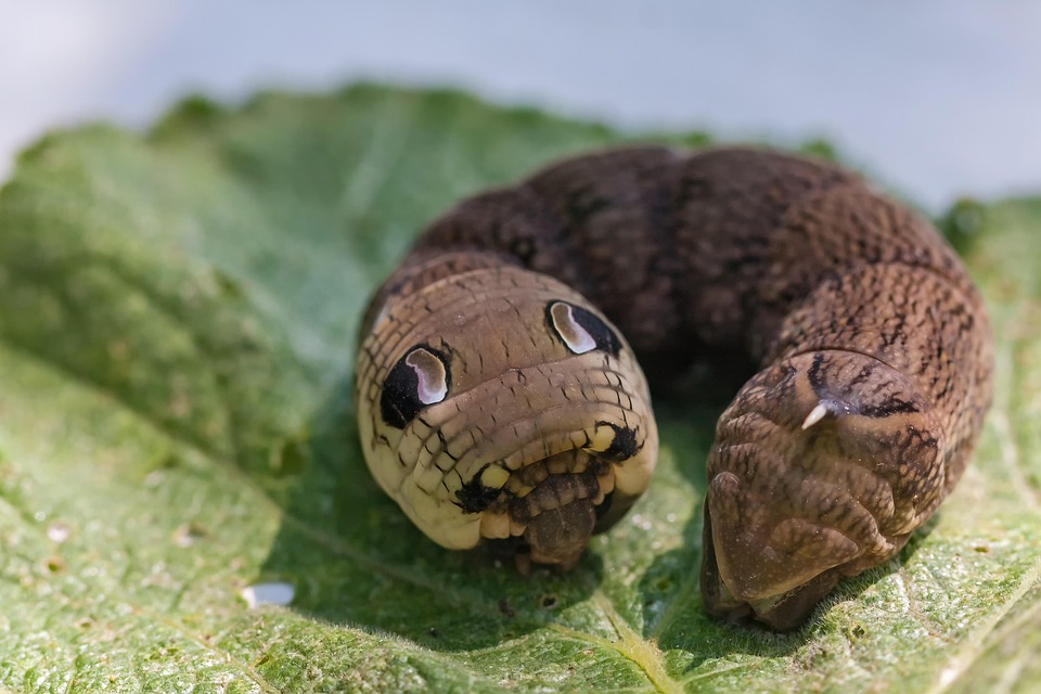 Kater Insect Nature Insect Caterpillar Wine - Free photo on Pixabay