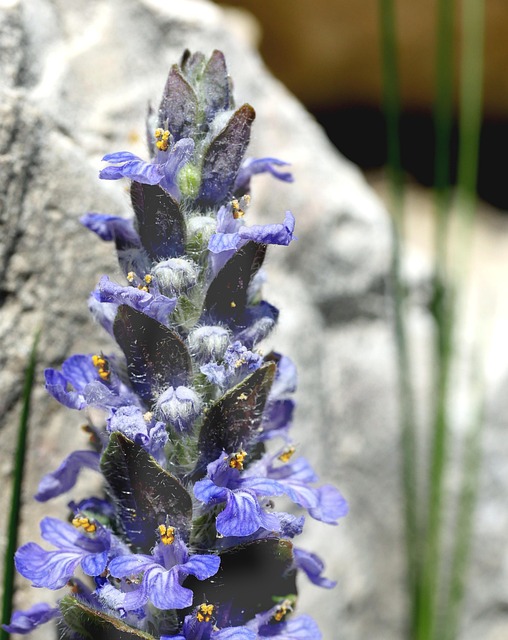 Blume, Kriechende Günsel, Blüte, Garten