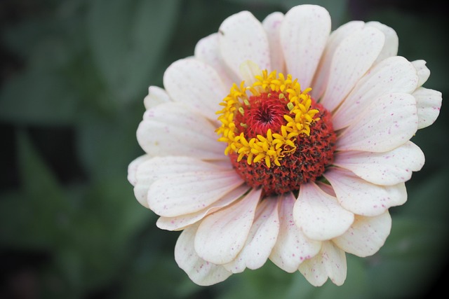 Free Flower Zinnia photo and picture