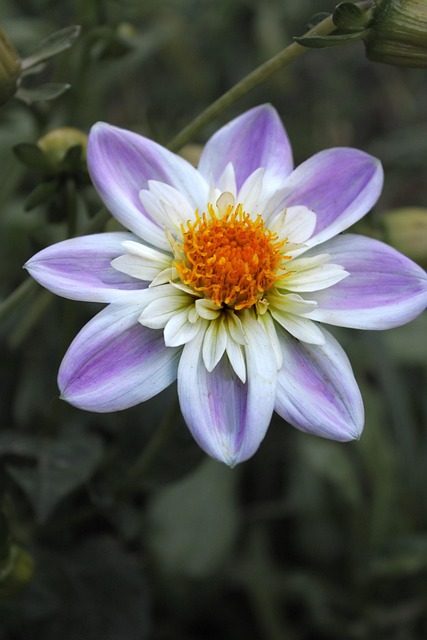 Free Flower Dahlia photo and picture