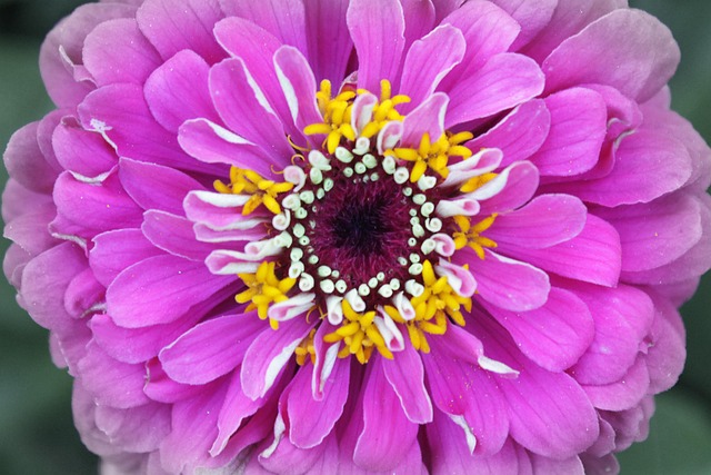 Free Flower Zinnia photo and picture