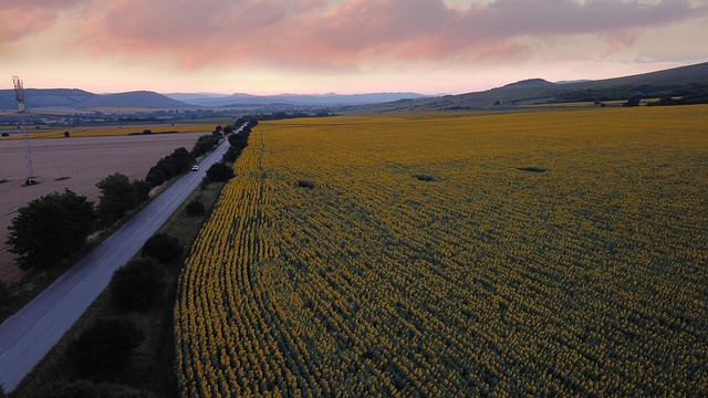 Free Landscape Sunflowers photo and picture