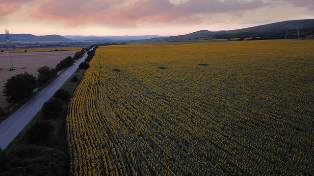 Free Landscape Sunflowers photo and picture