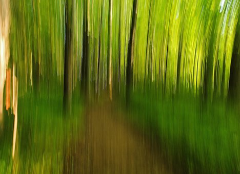 Bosque, Naturaleza, Paisaje, Sendero