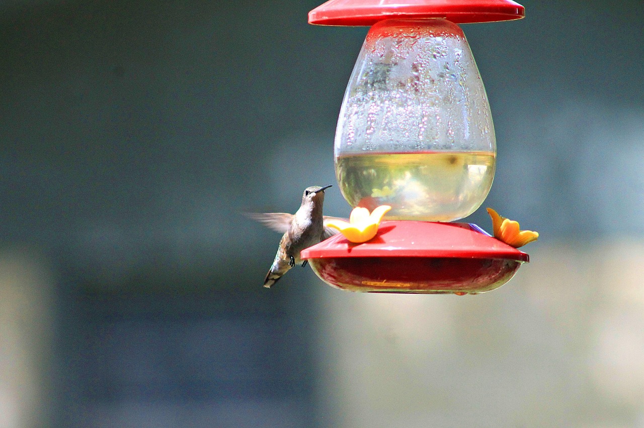Hummingbird Bird Avian Free photo on Pixabay Pixabay