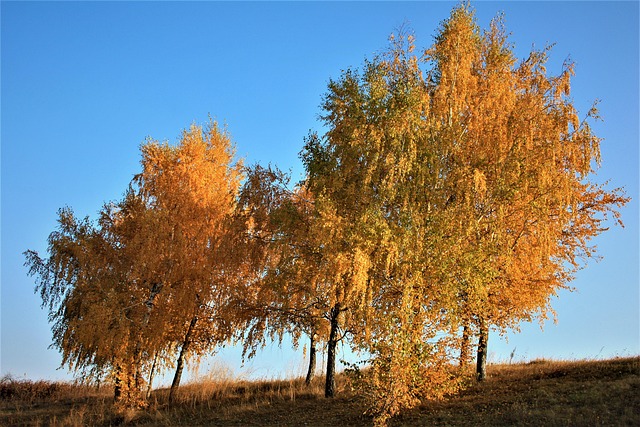 Bäume, Hügel, Natur, Herbst, Moldawien
