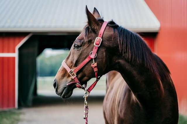 Free Horse Animal photo and picture Free Horse Animal photo and picture