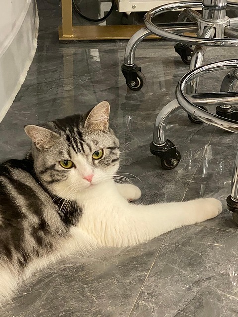 Katten, Hunden, Kjæledyr, Søt Kjæledyr