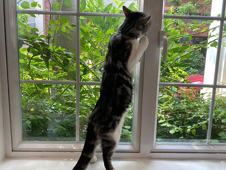 Katten, Søt Kjæledyr, Spille, Dyr