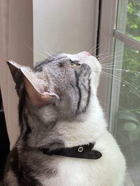 Søt Kjæledyr, Katten, Katt, Dyr, Se Opp