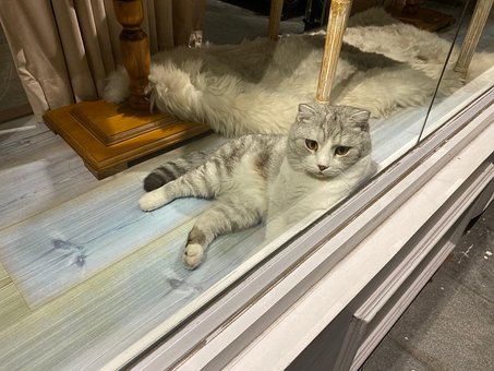 Kjæledyr, Katten, Dyr, Maskot