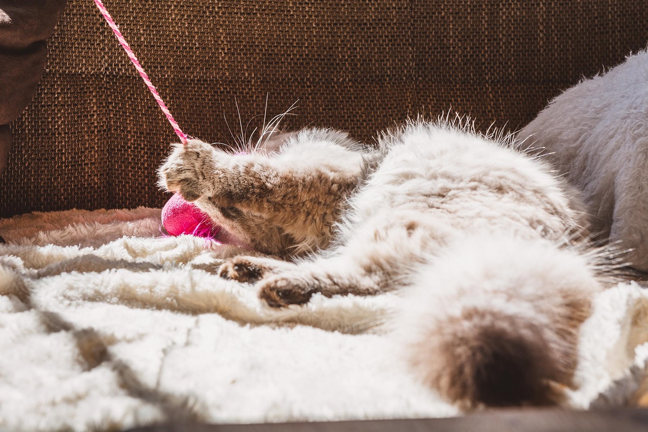 Cat Playful Couch To Free photo on Pixabay Pixabay
