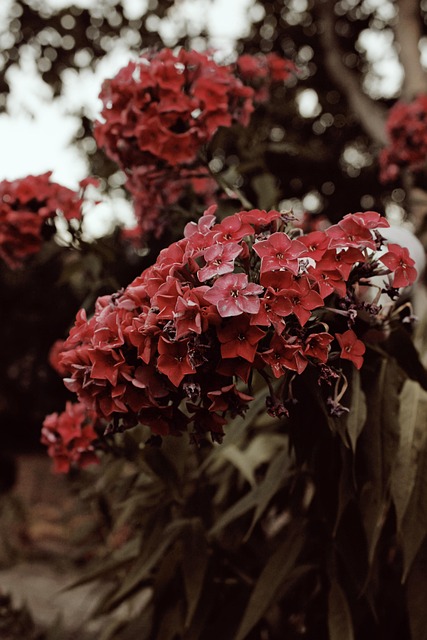 Free Flowers Plant photo and picture