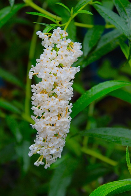 Free Flowers Plant photo and picture