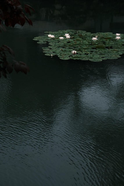 Free Lotus Pond photo and picture