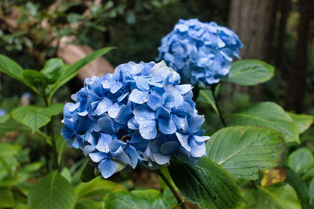 Hortensia, Blomst, Natur, Blå, Plante