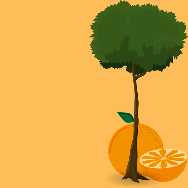 Free orange fruit nature illustration