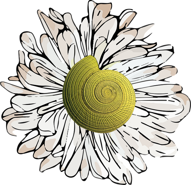 Download free HD stock image of Shell Seashell Free shell seashell flower illustration