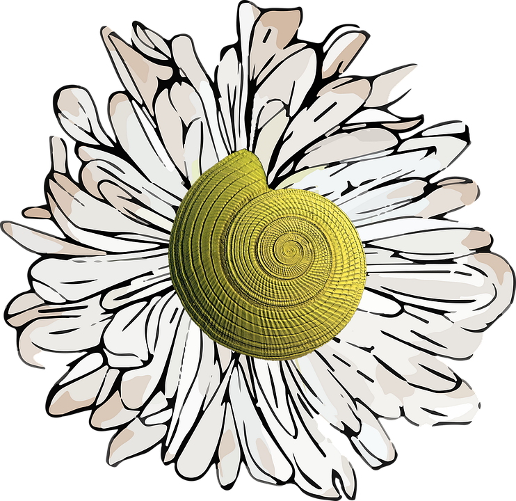 Download Shell Seashell Nature RoyaltyFree Stock Illustration Image