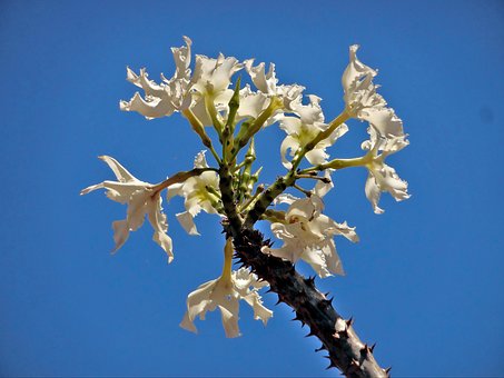 Blumen, Weiß, Sommer, Frühling, Natur