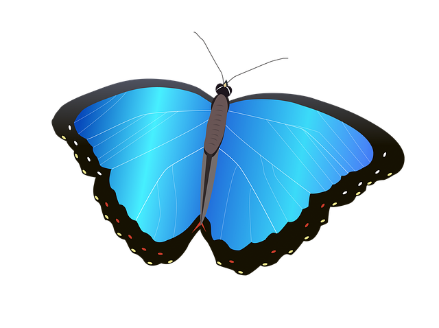 Free menelaus blue morpho butterfly insect illustration