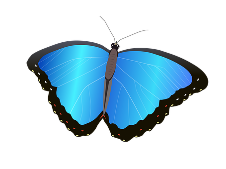60以上の無料blue Morpho 蝶画像 Pixabay