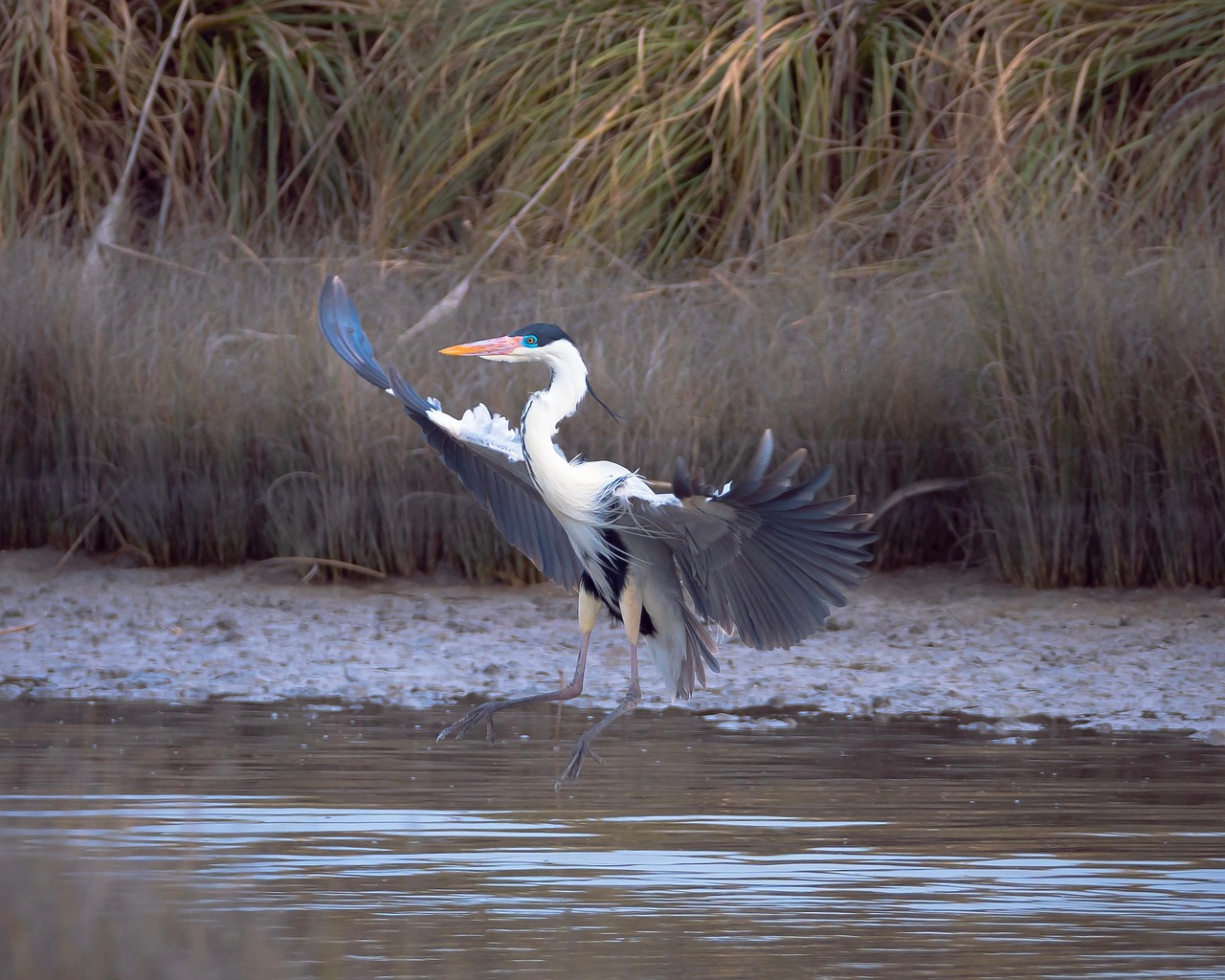 heron-7484131_1280.jpg