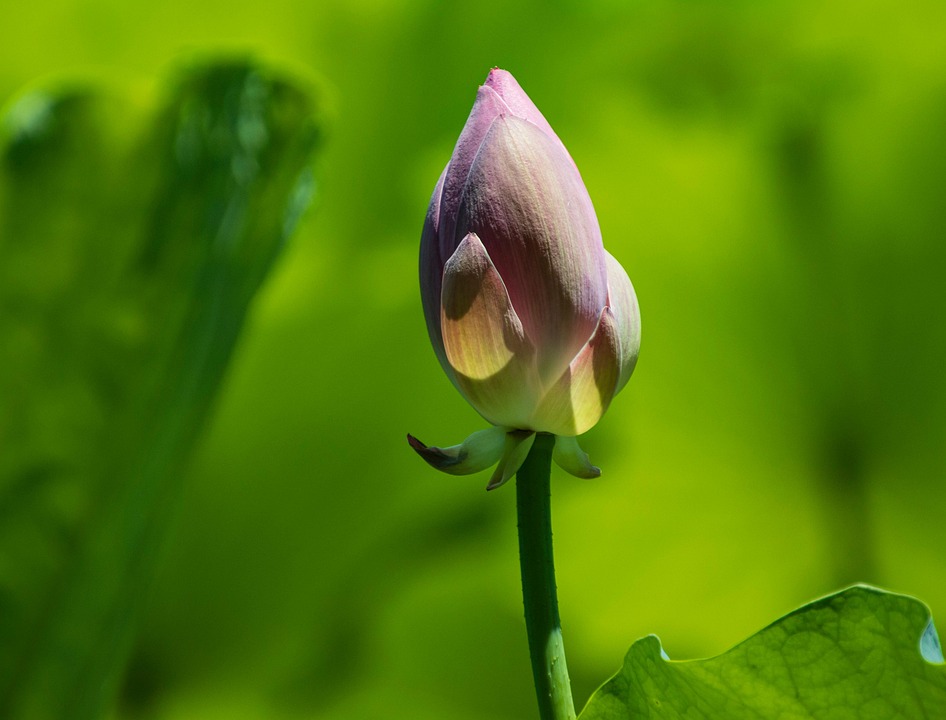 Botão De Flor Lótus - Foto gratuita no Pixabay