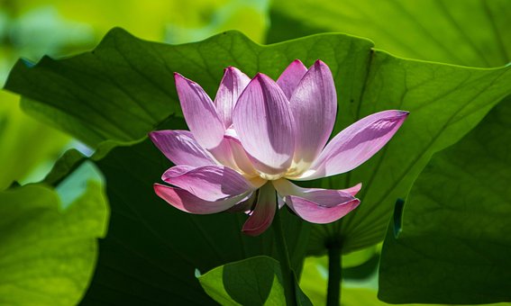 4000以上の無料蓮の花 花画像 Pixabay