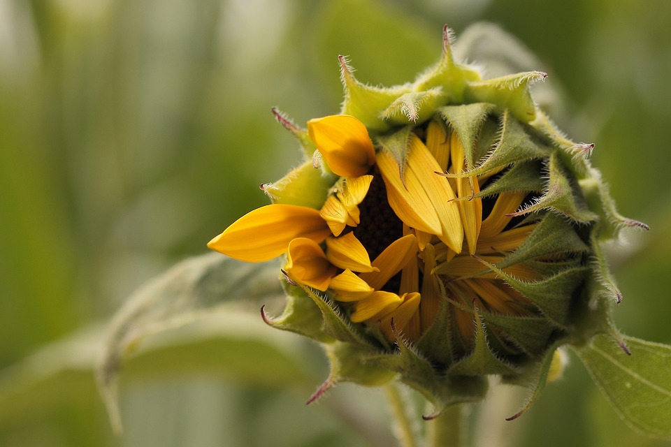 Sunflower Bloom Petals - Free photo on Pixabay - Pixabay
