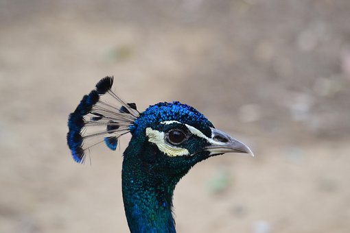 Vogel, Pfau, Wald, Wild, Tier, Natur
