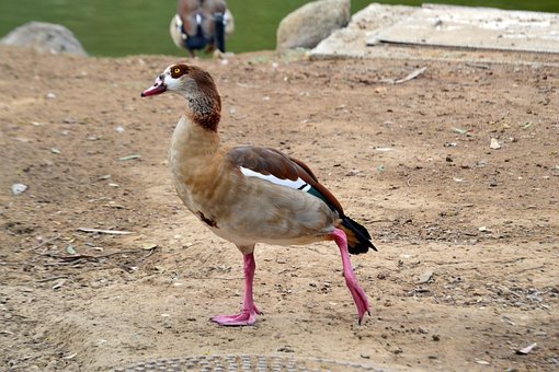 Ente, Vogel, Natur, Tier, Wild, Wald