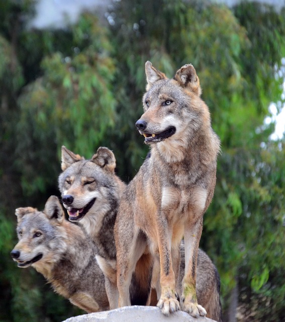 Kurde, Tier, Natur, Räuberisch, Wild