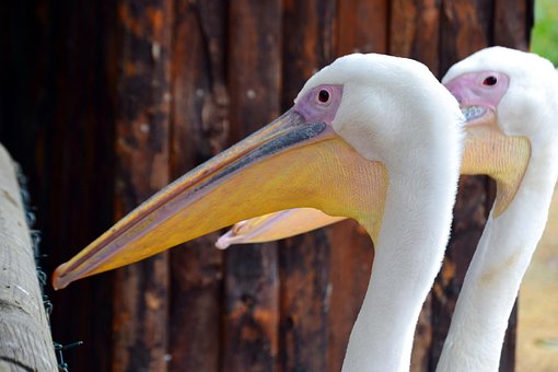 Pelikan, Vogel, Wild, Tier, Natur