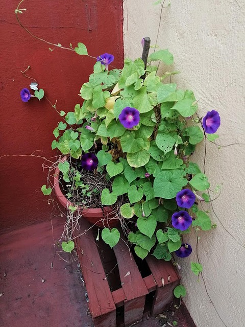 Free Flower Nature photo and picture
