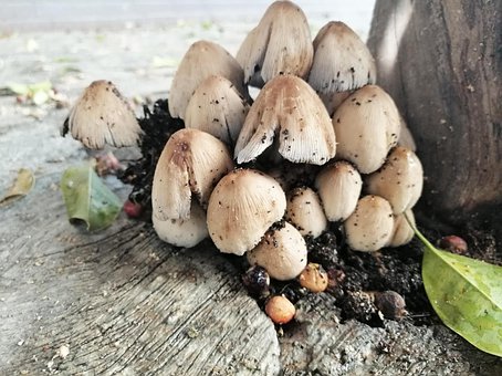 Free Fungus Mushroom photo and picture