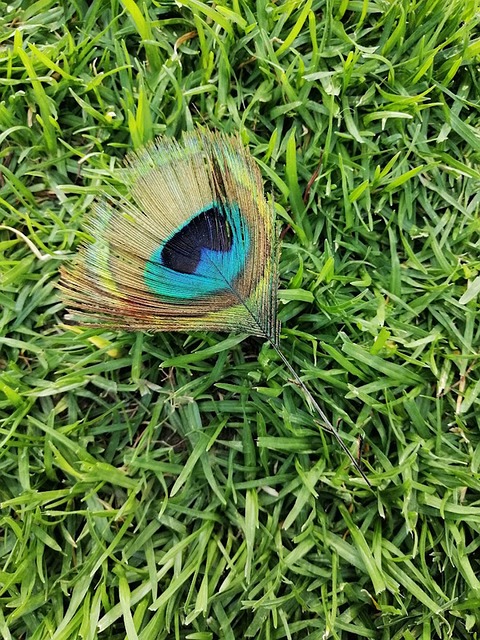 Free Peahen Peacock photo and picture