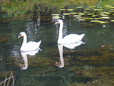 Free Swans Bird photo and picture