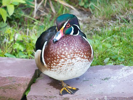 Free Bride Duck Drake photo and picture