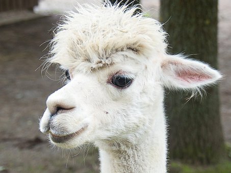 Free Alpaca White photo and picture