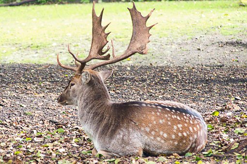 Free Fallow Deer Antler photo and picture