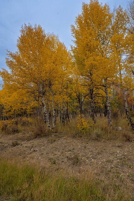 Colorado, Espe, Baum, Natur, Herbst