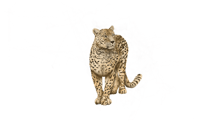 Free jaguar animal nature illustration