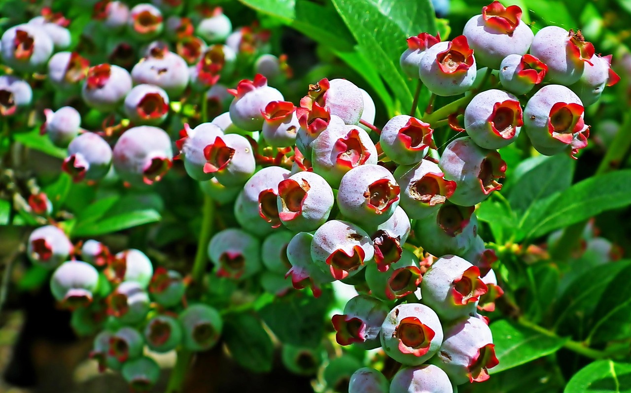 bilberry-7485684_1280.jpg