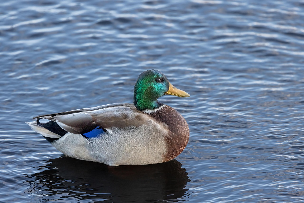 Duck Mallard Lake - Free photo on Pixabay - Pixabay