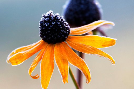 Blomst, Sorte Øjne Susan, Frost, Kold