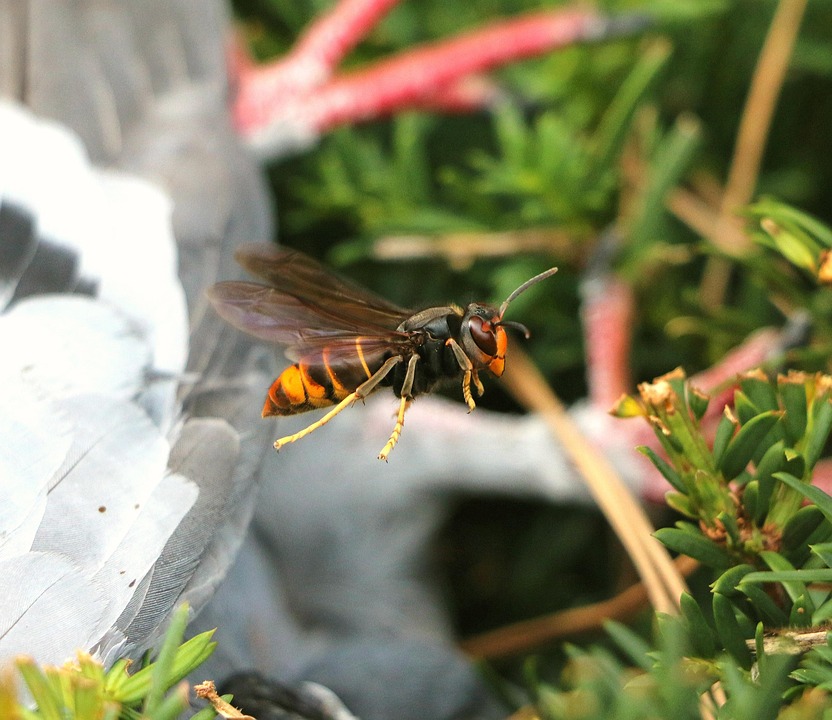 New research showcases the use of Artificial Intelligence in detecting invasive Asian hornets, highlighting a potential threat. Exeter researchers developed VespAI, an automated system attracting hornets to a monitoring station, capturing standardized images with an overhead camera.