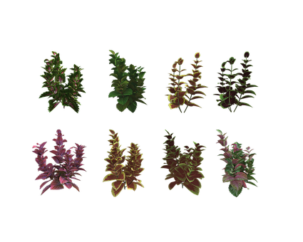 Folhagem, Natureza, Planta, Transparente
